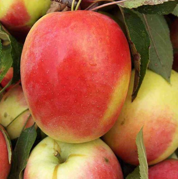 Синап -яблоня