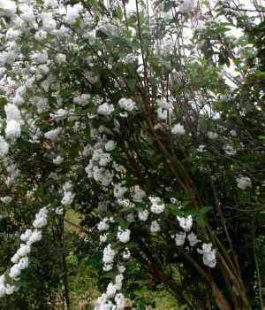 040615-24m Ароматные растения