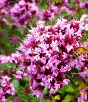 1512182560_1 Ароматные растения