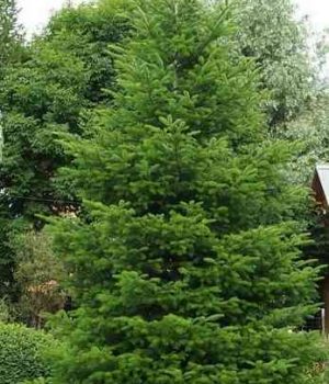 2612w-3 Ароматные растения