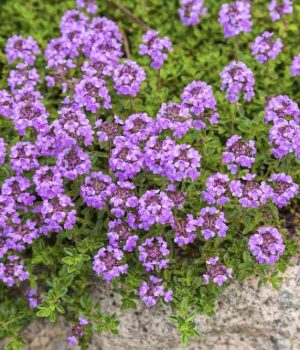 848703 Ароматные растения