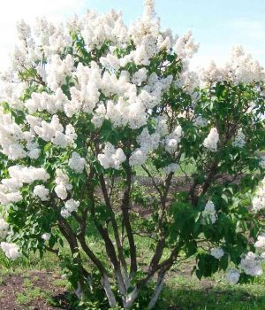 9 сирень красавица москвы Ароматные растения