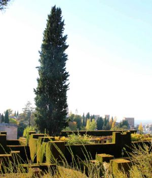 IMG_4129 Альгамбра Испания