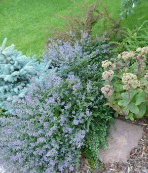 P1090844 Ароматные растения