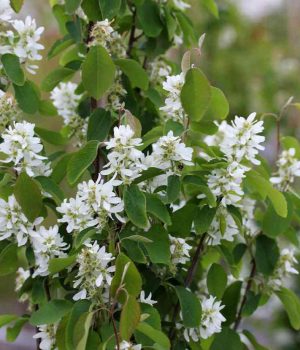 ирга5 Ароматные растения