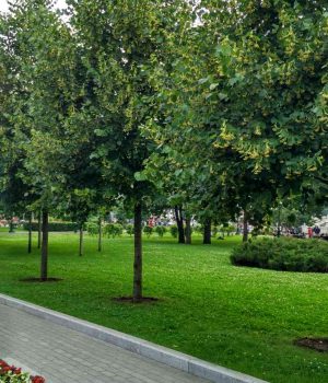 липа 1 Ароматные растения