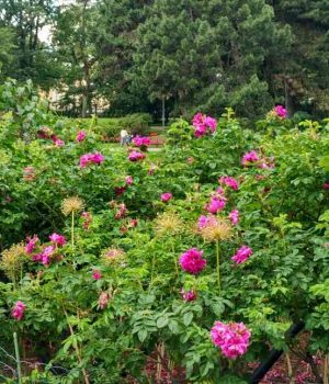 роза морщинистая Ароматные растения